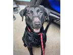 Adopt Kendrick a Black Labrador Retriever dog in Atlanta, GA (41531536)