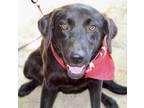 Adopt Sabrina a Black Labrador Retriever dog in Atlanta, GA (41531531)