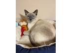Adopt Tayla a Siamese / Mixed (long coat) cat in Austin, TX (41531511)