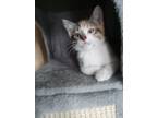 Adopt Remi (Coochie) a Spotted Tabby/Leopard Spotted Domestic Shorthair / Mixed