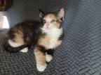 Adopt Moochie a Spotted Tabby/Leopard Spotted Domestic Shorthair / Mixed cat in