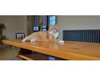 Adopt Raylan a Orange or Red Tabby Domestic Shorthair / Mixed (short coat) cat