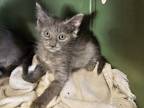 Adopt Moby a Gray or Blue Domestic Shorthair / Mixed cat in Bossier City