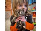 Adopt Astrid a Domestic Shorthair (short coat) cat in Plymouth, MN (41485485)