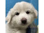 Adopt Frosty** FOSTER OR FOSTER TO ADOPT NEEDED** a White Great Pyrenees dog in