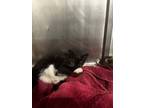 Adopt Jamaica a Black & White or Tuxedo Siamese cat in Gloucester, VA (41531499)