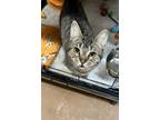 Adopt Dilly a Brown Tabby Domestic Shorthair / Mixed (short coat) cat in