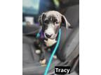 Adopt Tracy a Black - with White Labrador Retriever dog in Oak Bluffs