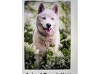 Adopt Lobo 2 a White Husky / Shepherd (Unknown Type) dog in Colorado Springs