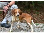 Adopt Maddox a Red/Golden/Orange/Chestnut Beagle / Mixed dog in Willingboro