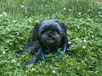 Adopt Astro a Black Shih Tzu / Mixed dog in Candler, NC (41530607)
