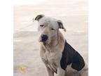 Adopt Sheldon a White - with Black American Pit Bull Terrier / Mixed Breed