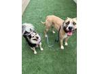Adopt Sadie Rae a Tan/Yellow/Fawn - with White Pit Bull Terrier dog in New