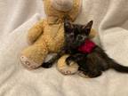 Adopt Cleo a Tortoiseshell Domestic Shorthair (short coat) cat in Metairie