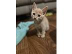 Adopt Bebop 4678 a Domestic Mediumhair / Mixed cat in Dallas, TX (41495173)