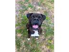 Adopt Bonnie IV a Brindle Boxer / Mixed dog in Austin, TX (41531377)