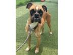 Adopt Anders a Tan/Yellow/Fawn - with White Boxer / Mixed dog in Austin