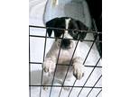 Adopt Vanara a White - with Black Beagle / Mixed Breed (Medium) dog in Peoria