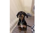Adopt Jax a Black - with Tan, Yellow or Fawn Beagle dog in Houghton