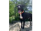 Adopt Dobbie a Black Mixed Breed (Medium) / Mixed dog in Elmsford, NY (41530630)