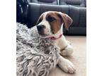 Adopt Brody a Beagle / Australian Shepherd dog in Denver, CO (41485408)