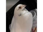 Adopt Belinay a White Pigeon bird in San Francisco, CA (41531157)