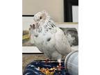 Adopt Sundae a Pigeon bird in San Francisco, CA (41531156)