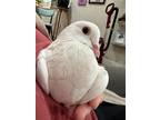Adopt Pandora w/ Paprika a White Pigeon bird in San Francisco, CA (41531154)