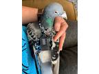 Adopt Rumble a Pigeon bird in San Francisco, CA (41531153)