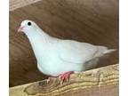 Adopt Persephone a White Pigeon bird in San Francisco, CA (41531152)