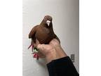 Adopt Cocoa Puff a Brown Pigeon bird in San Francisco, CA (41531151)