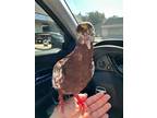 Adopt Sprinkles w/ Doc Brown a Pigeon bird in San Francisco, CA (41531148)