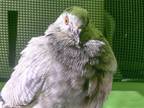 Adopt Esther w/Binx a Pigeon bird in San Francisco, CA (41531147)