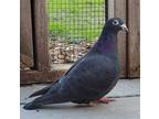Adopt Martin w/ Fenwick a Black Pigeon bird in San Francisco, CA (41531145)