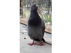 Adopt Binx w/Esther a Gray Pigeon bird in San Francisco, CA (41531143)