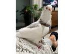 Adopt Mariposa a Pigeon bird in San Francisco, CA (41531142)