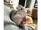 Adopt Chai a Dove bird in San Francisco, CA (41531141)