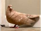 Adopt Red a Pigeon bird in San Francisco, CA (41531140)
