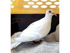 Adopt Aster a White Dove bird in San Francisco, CA (41531139)