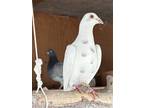 Adopt Havoc a White Pigeon bird in San Francisco, CA (41531138)