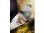 Adopt Shortcake a Pigeon bird in San Francisco, CA (41531132)