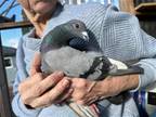 Adopt Angus a Pigeon bird in San Francisco, CA (41531131)