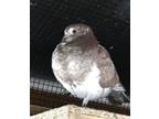 Adopt Cinnabun a Pigeon bird in San Francisco, CA (41531127)