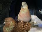 Adopt Ariana w/ Tilly a Pigeon bird in San Francisco, CA (41531122)