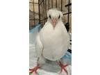 Adopt Doc Brown w/ Sprinkles a White Pigeon bird in San Francisco, CA (41531120)