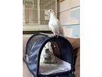 Adopt Snow w/Storm a Pigeon bird in San Francisco, CA (41531114)