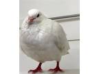 Adopt Kip a White Pigeon bird in San Francisco, CA (41531113)