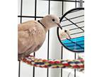 Adopt Last July a Dove bird in San Francisco, CA (41531111)