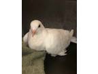Adopt Luna a White Pigeon bird in San Francisco, CA (41531110)