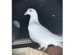 Adopt Merlot a White Pigeon bird in San Francisco, CA (41531106)